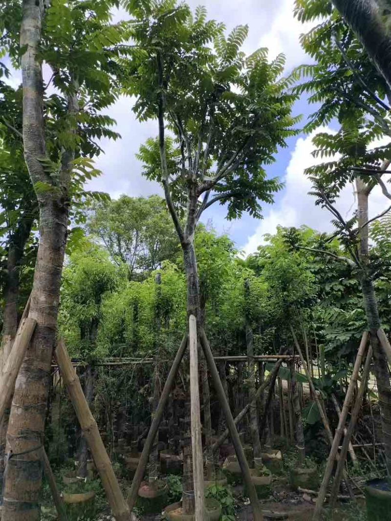 骨架麻楝10～15公分基地直发大小规格齐全品质保证