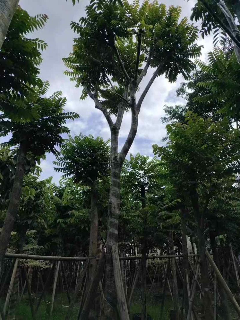 骨架麻楝10～15公分基地直发大小规格齐全品质保证