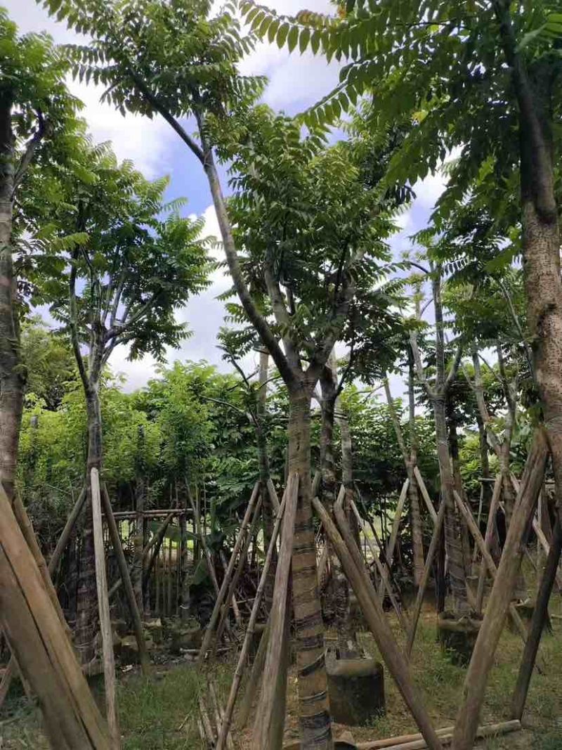 骨架麻楝10～15公分基地直发大小规格齐全品质保证