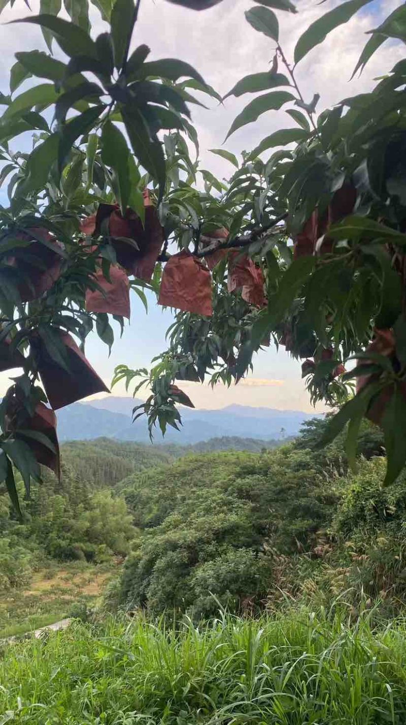 华夏始祖炎陵黄桃香醉一下