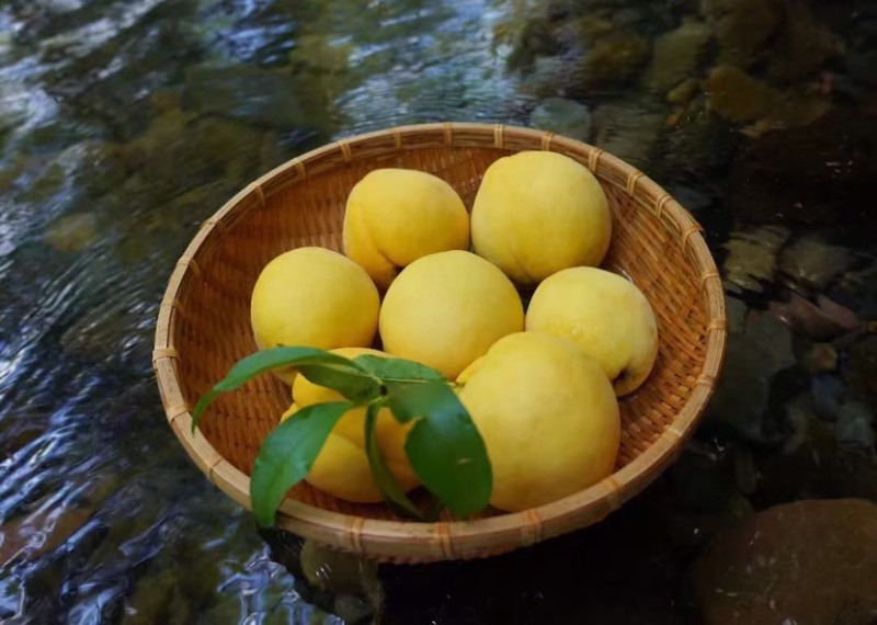 华夏始祖炎陵黄桃香醉一下