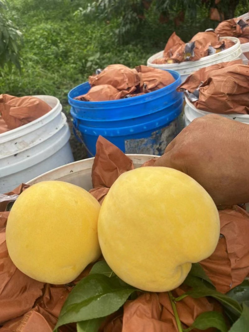 锦绣黄桃（3.5两起摘，上不封顶，大果7.8两）