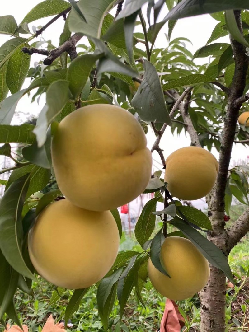 锦绣黄桃（3.5两起摘，上不封顶，大果7.8两）