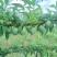精品奈李