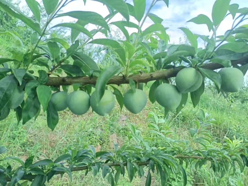 精品奈李