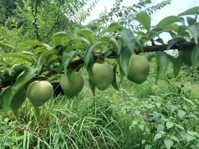 精品奈李