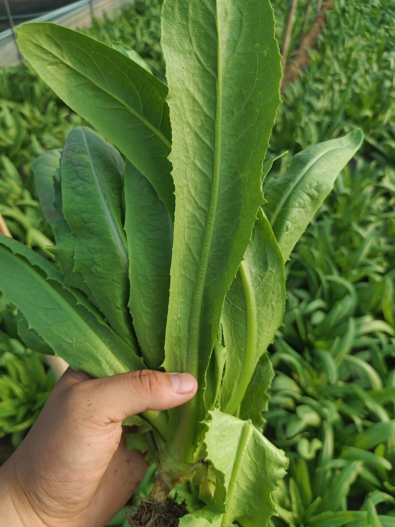 精品油麦菜