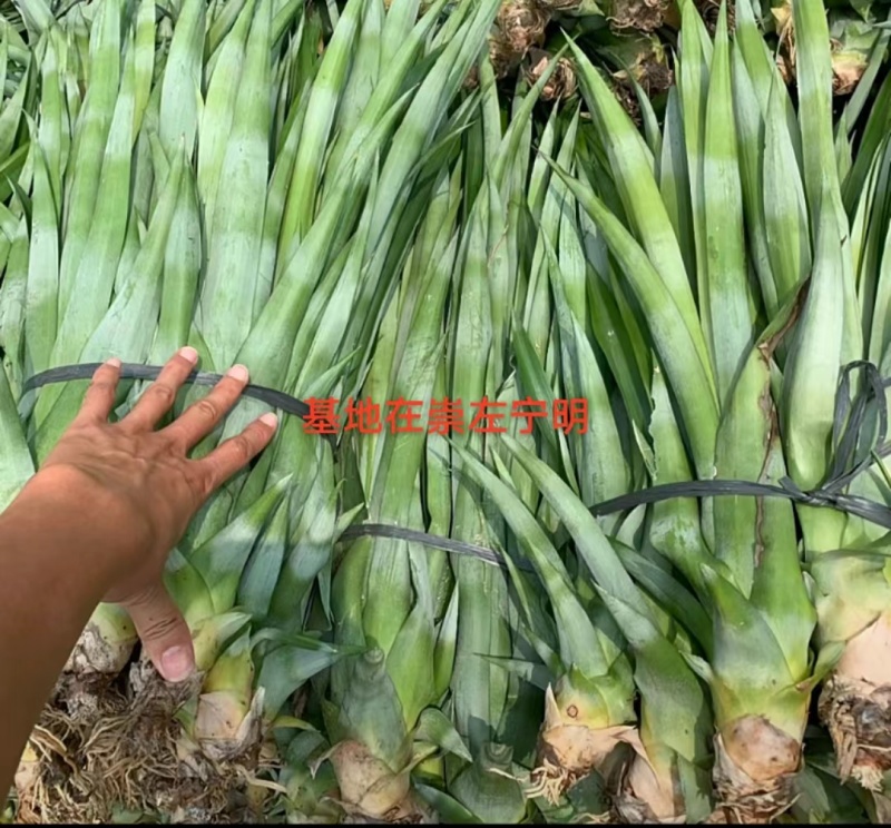 金砖凤梨苗大型百亩基地