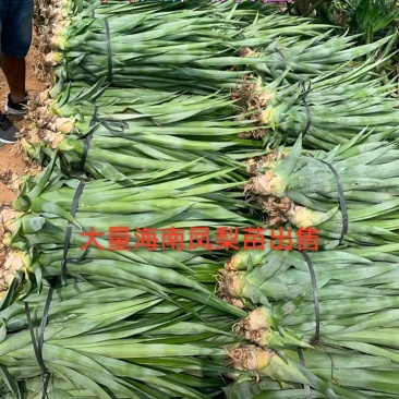 金砖凤梨苗大型百亩基地