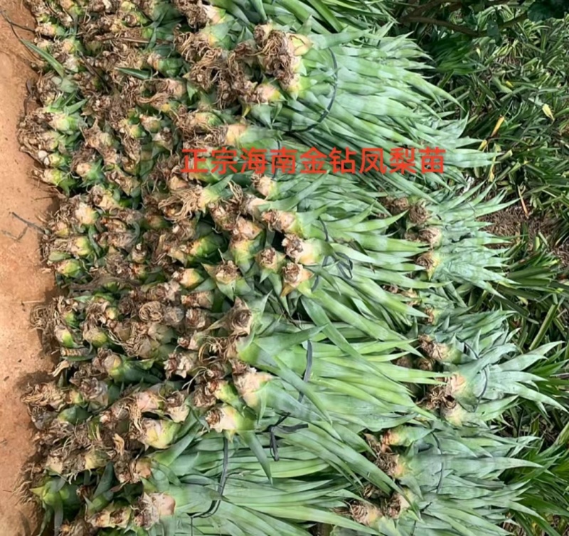 金砖凤梨苗大型百亩基地