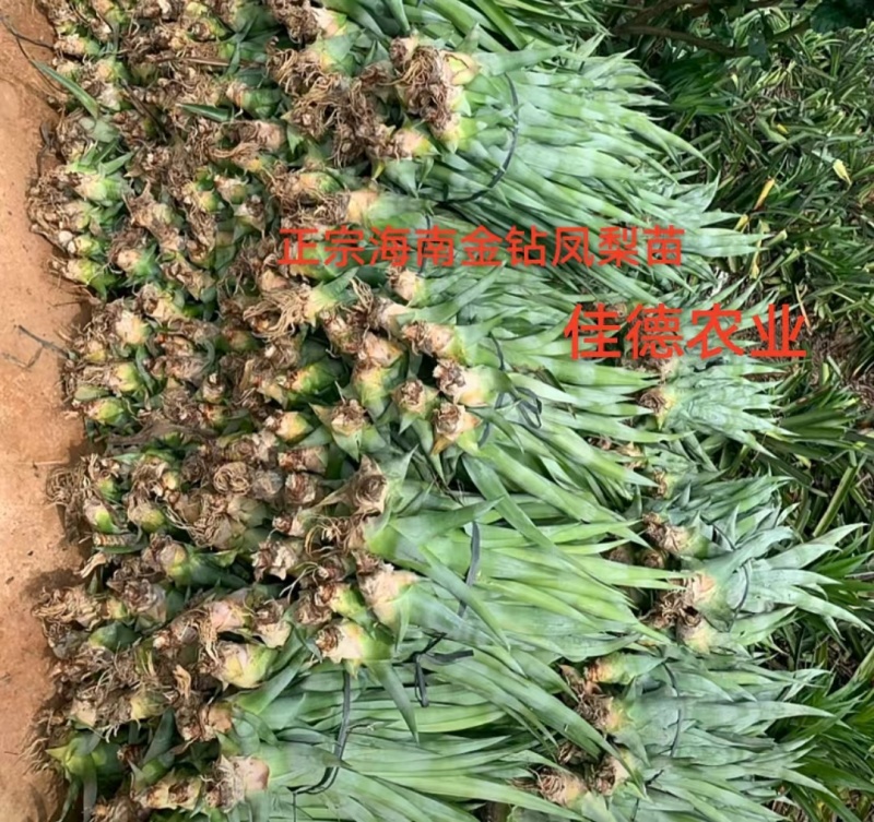 金砖凤梨苗大型百亩基地