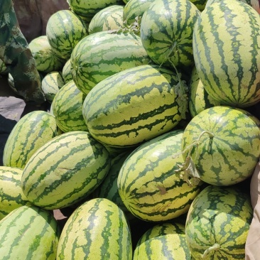 硒砂瓜