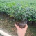 胡椒木7斤袋各种规格低价出售