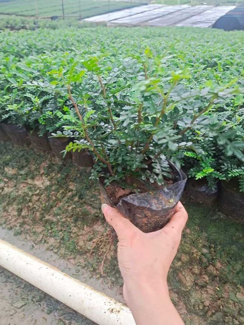 胡椒木7斤袋各种规格低价出售