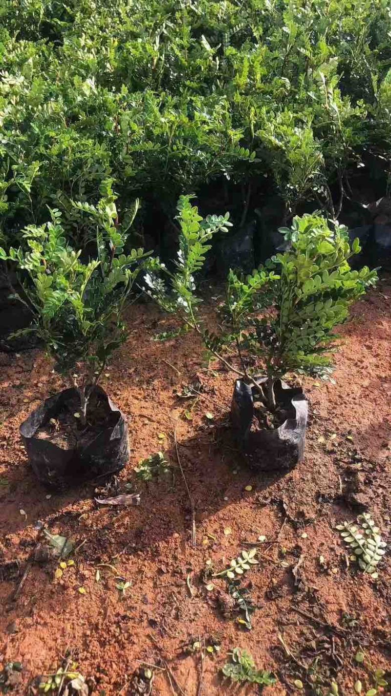 胡椒木7斤袋各种规格低价出售