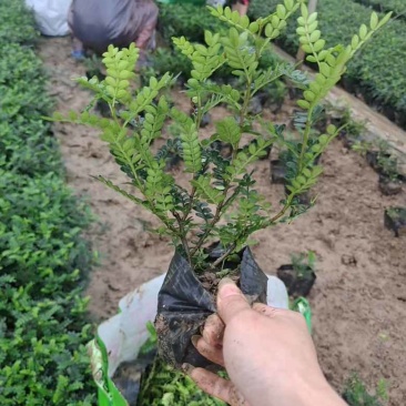 胡椒木7斤袋各种规格低价出售