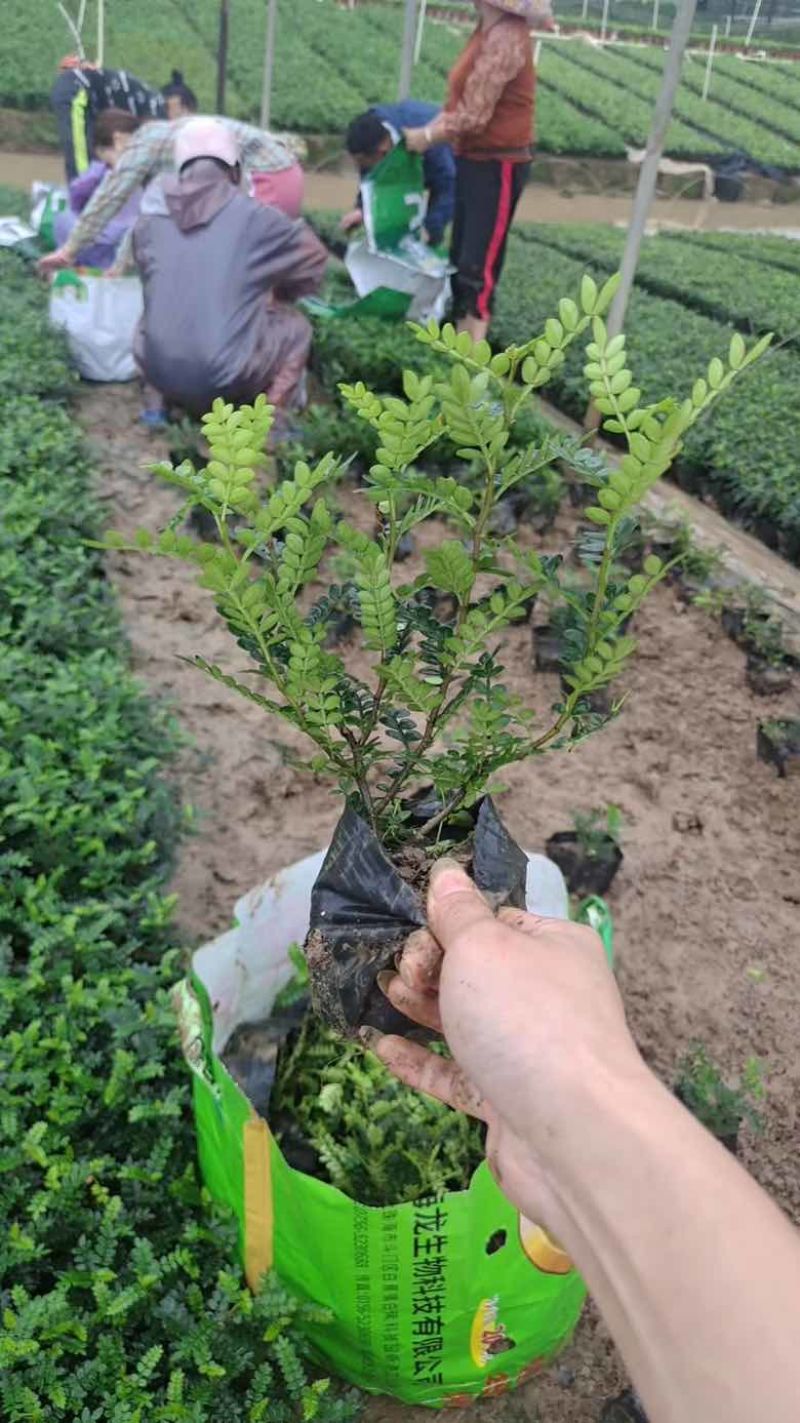 胡椒木7斤袋各种规格低价出售