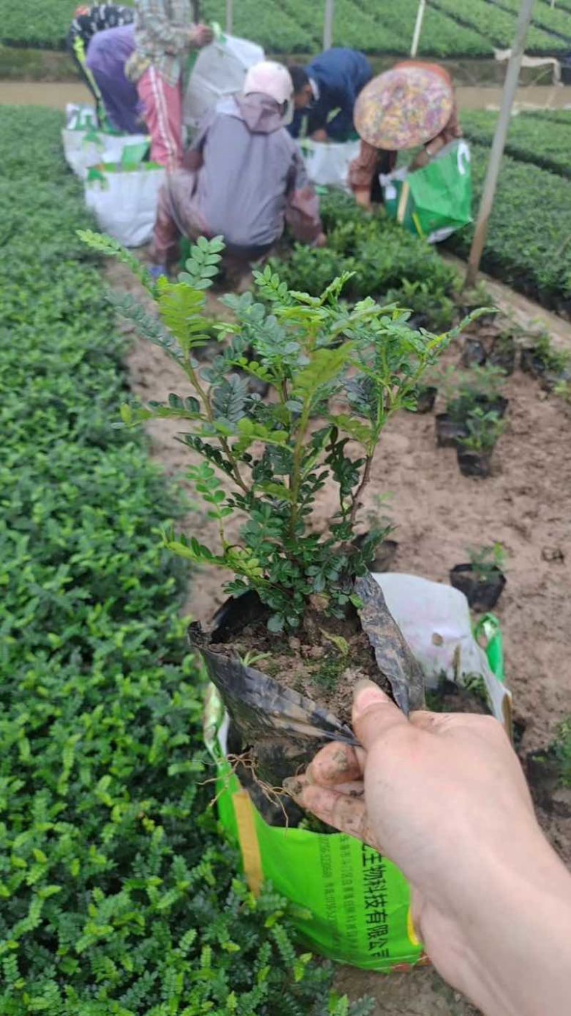 胡椒木7斤袋各种规格低价出售