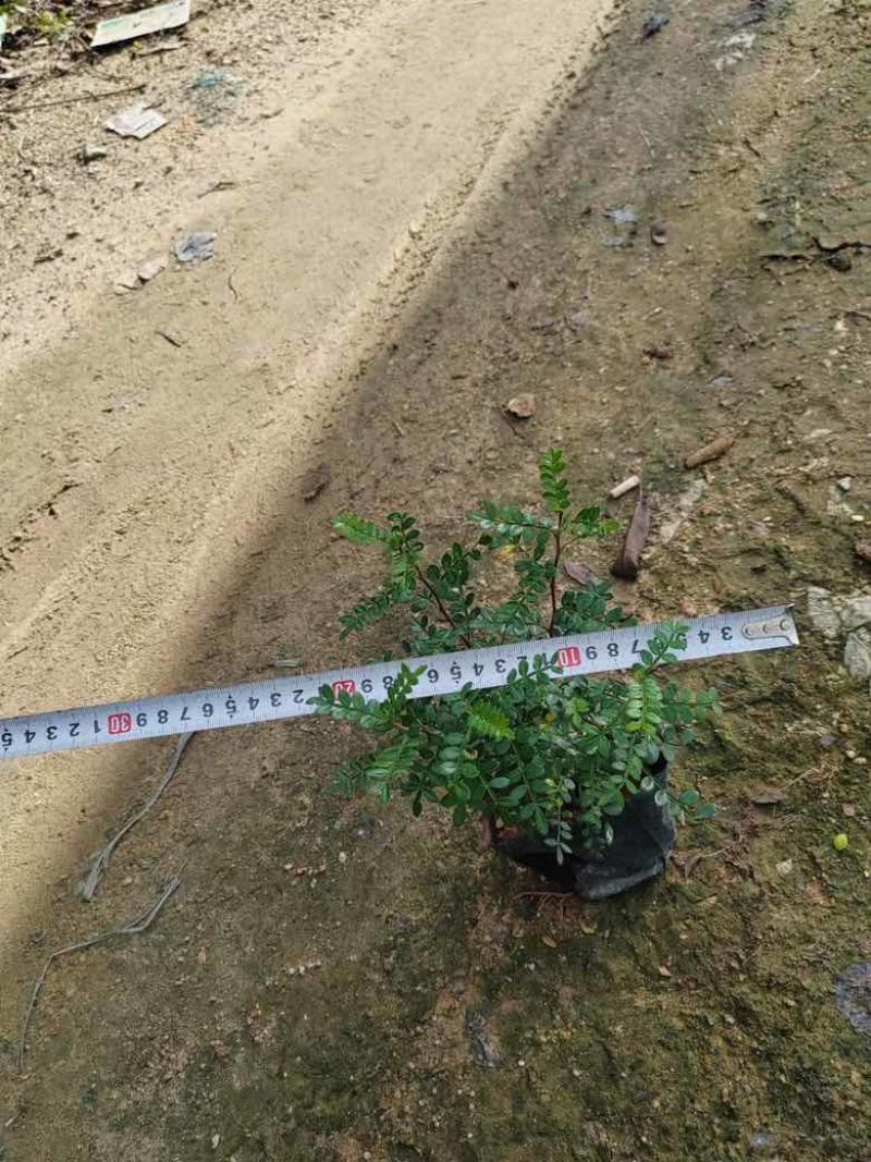 胡椒木7斤袋各种规格低价出售