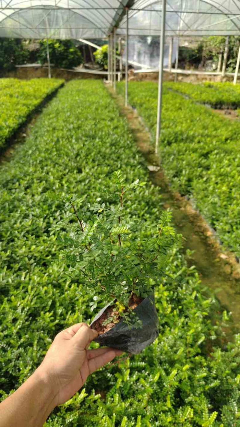 胡椒木7斤袋各种规格低价出售
