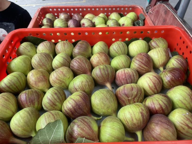 波姬红无花果、甜度高、果大120克，成都蒙阳发货。