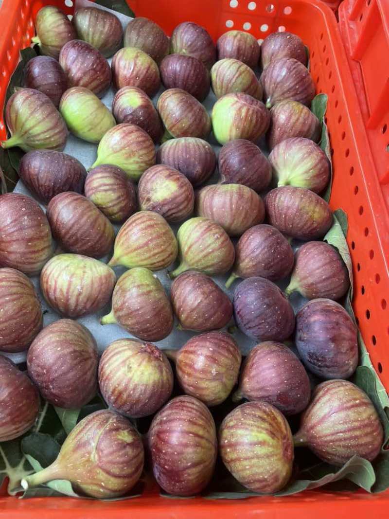 波姬红无花果、甜度高、果大120克，成都蒙阳发货。