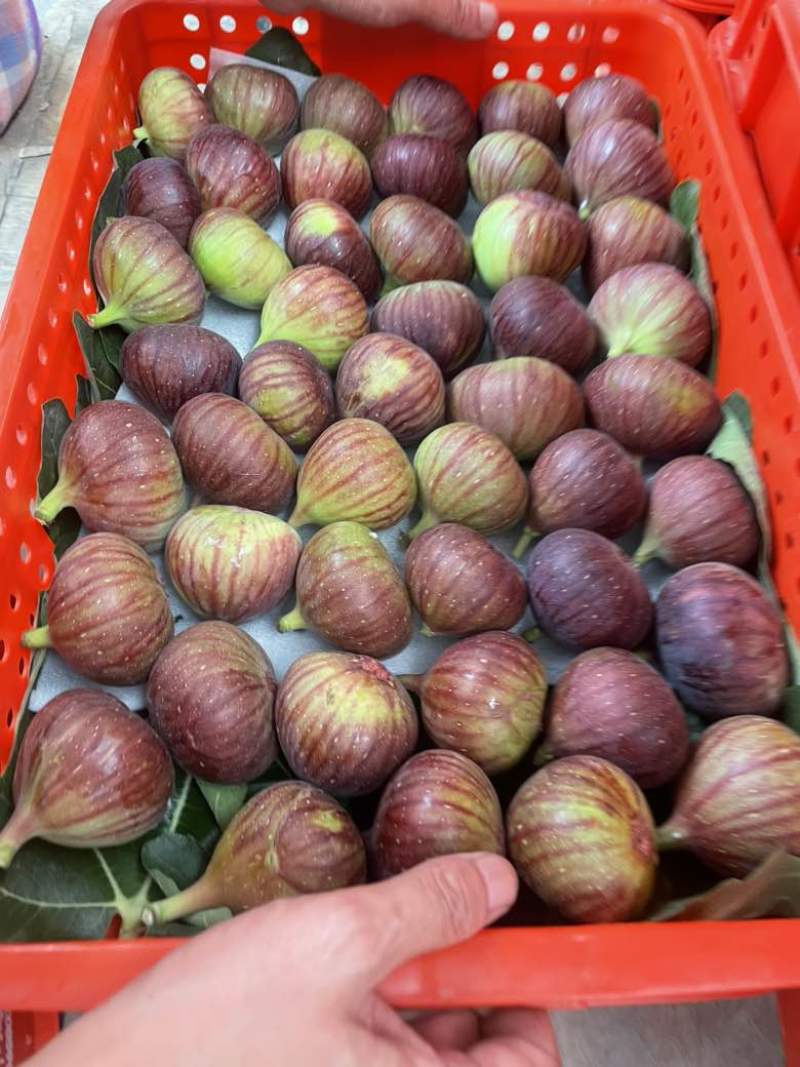 波姬红无花果、甜度高、果大120克，成都蒙阳发货。