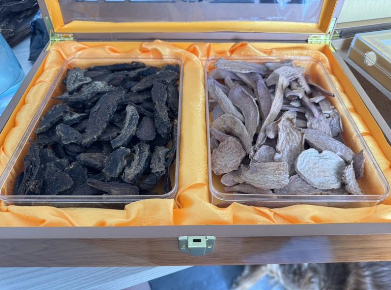 阿拉善苁蓉切片