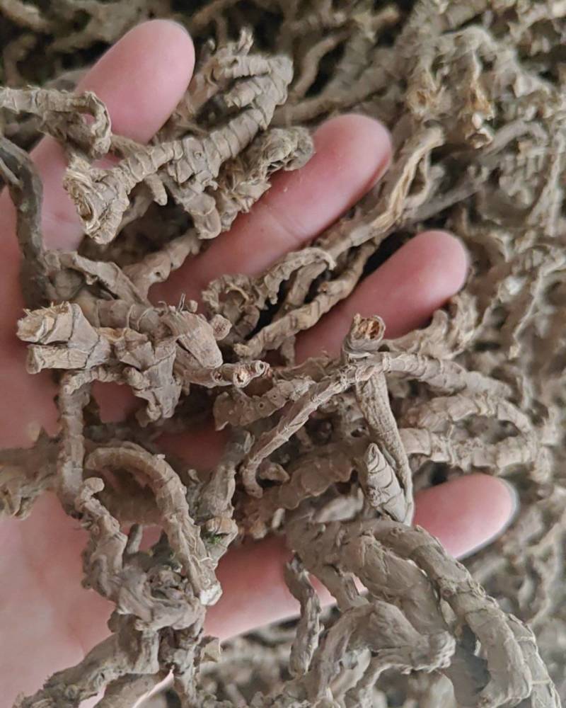 石菖蒲自产自销正品保证欢迎电话咨询