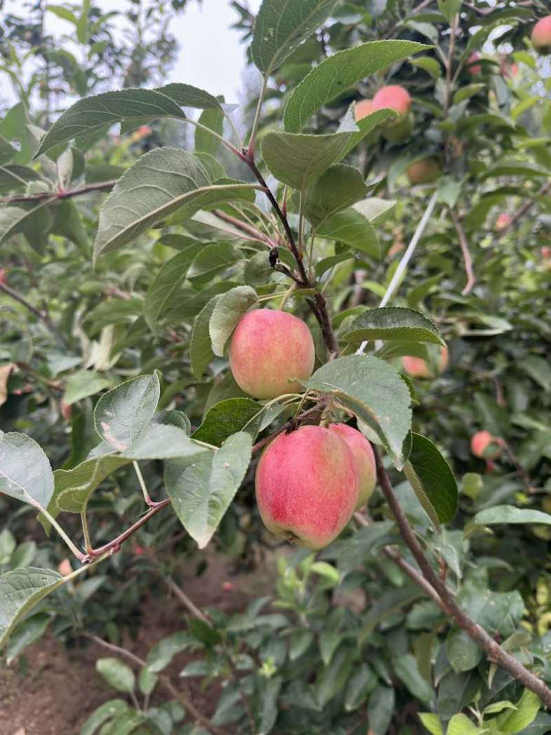 鲁丽苹果