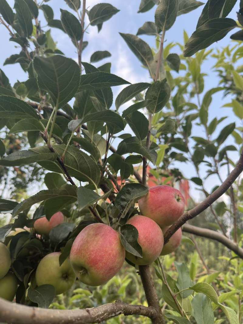 鲁丽苹果