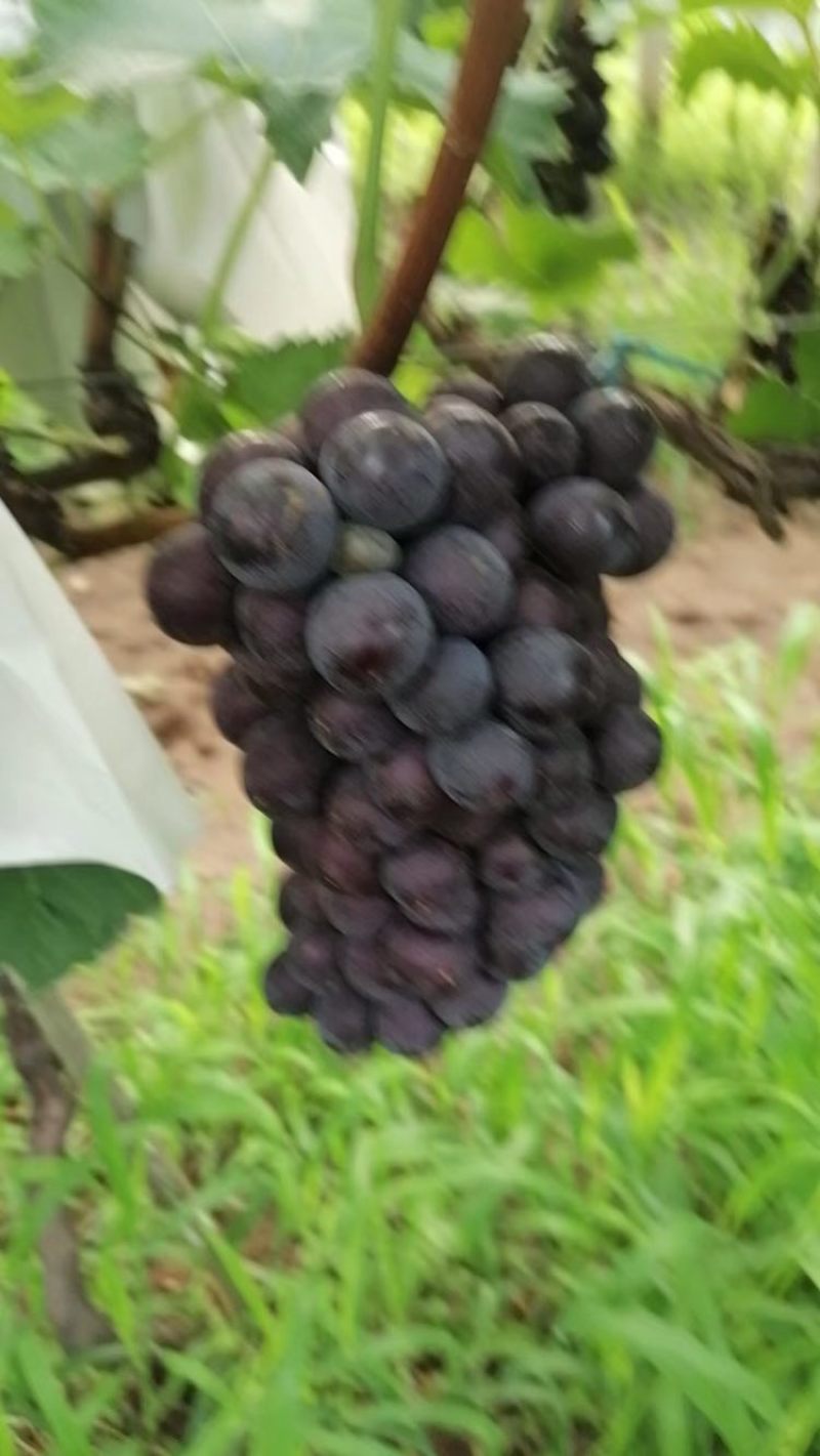 兴华王葡萄，口味独特，酸甜可口