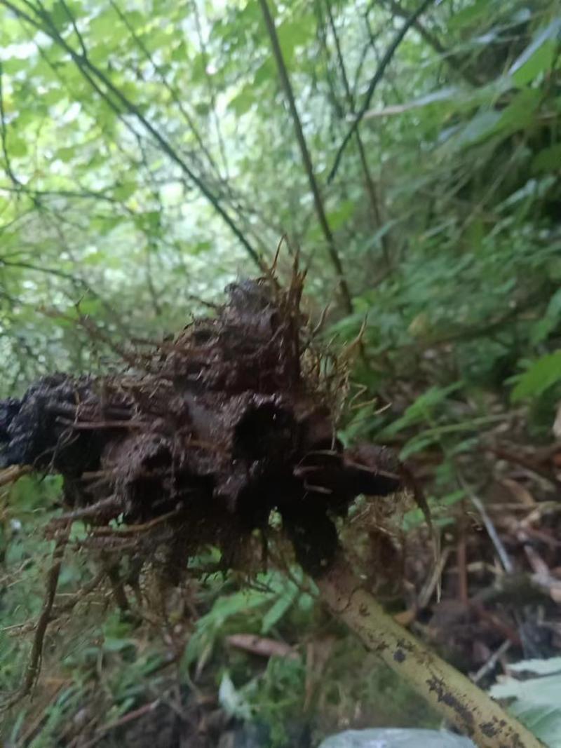 野生升麻，大量有货，有需要的老板可打电话联系或私信