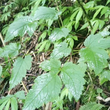 野生升麻，大量有货，有需要的老板可打电话联系或私信