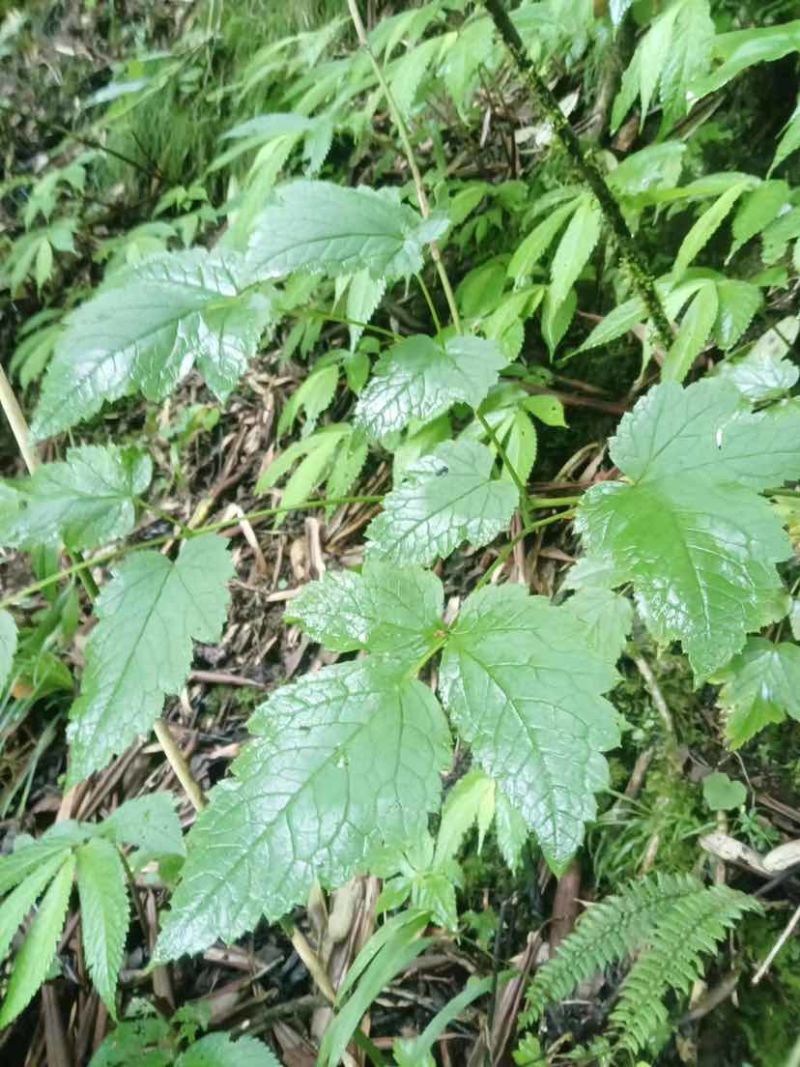 野生升麻，大量有货，有需要的老板可打电话联系或私信