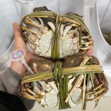 保质保量河蟹长期有货欢迎联系
