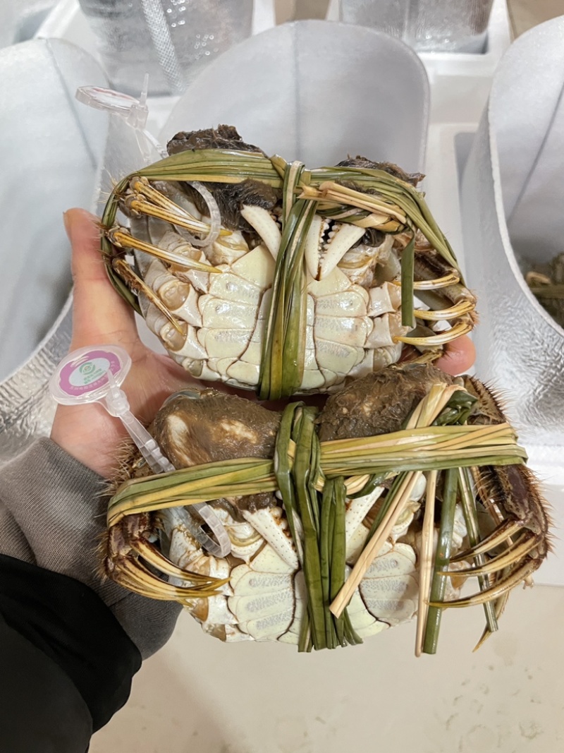保质保量河蟹长期有货欢迎联系
