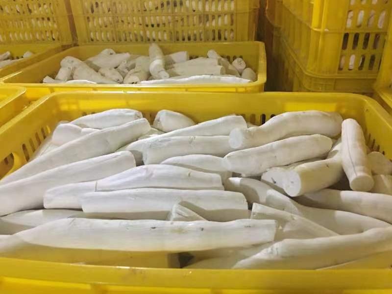 去皮华南9号黄心木薯