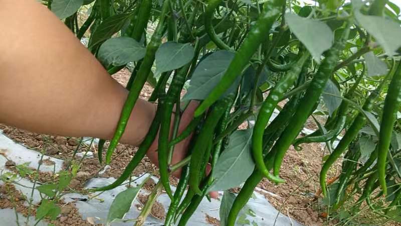 精品三号线椒。无花把长度十七公分