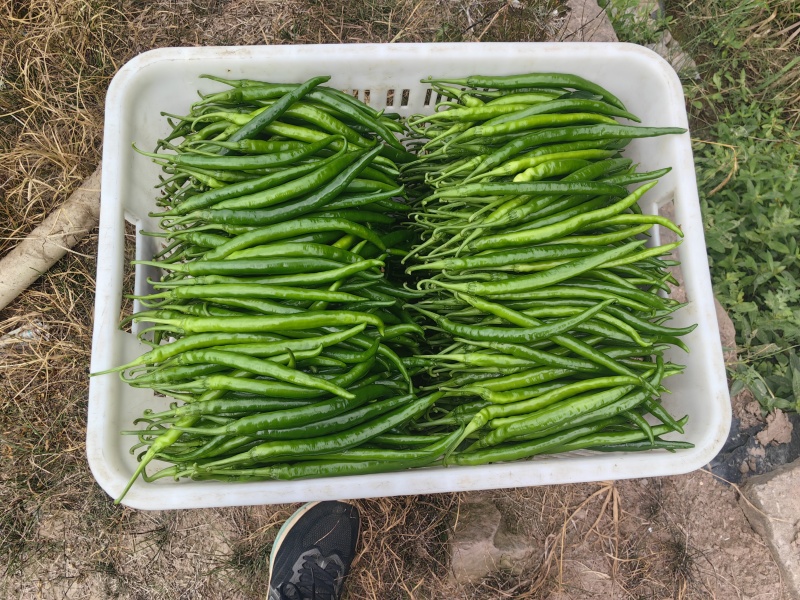 精品三号线椒。无花把长度十七公分
