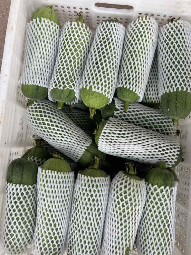 福建肉丝瓜量大