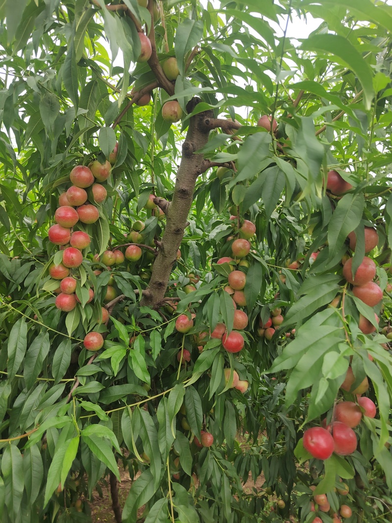 珍珠早油桃，45起步