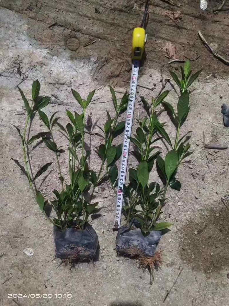 栀子花7斤袋各种规格低价出售