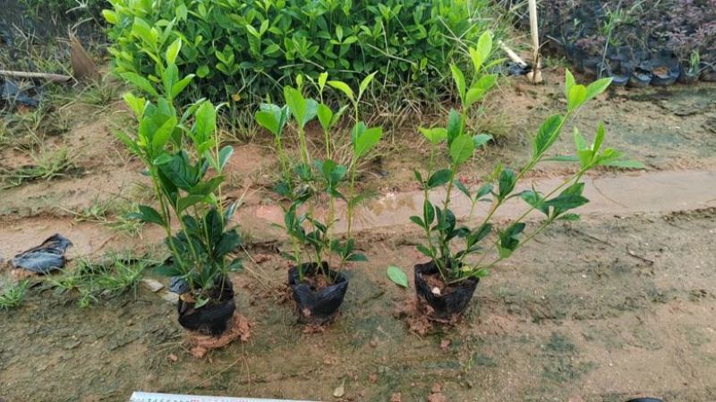 栀子花7斤袋各种规格低价出售