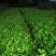 栀子花7斤袋各种规格低价出售