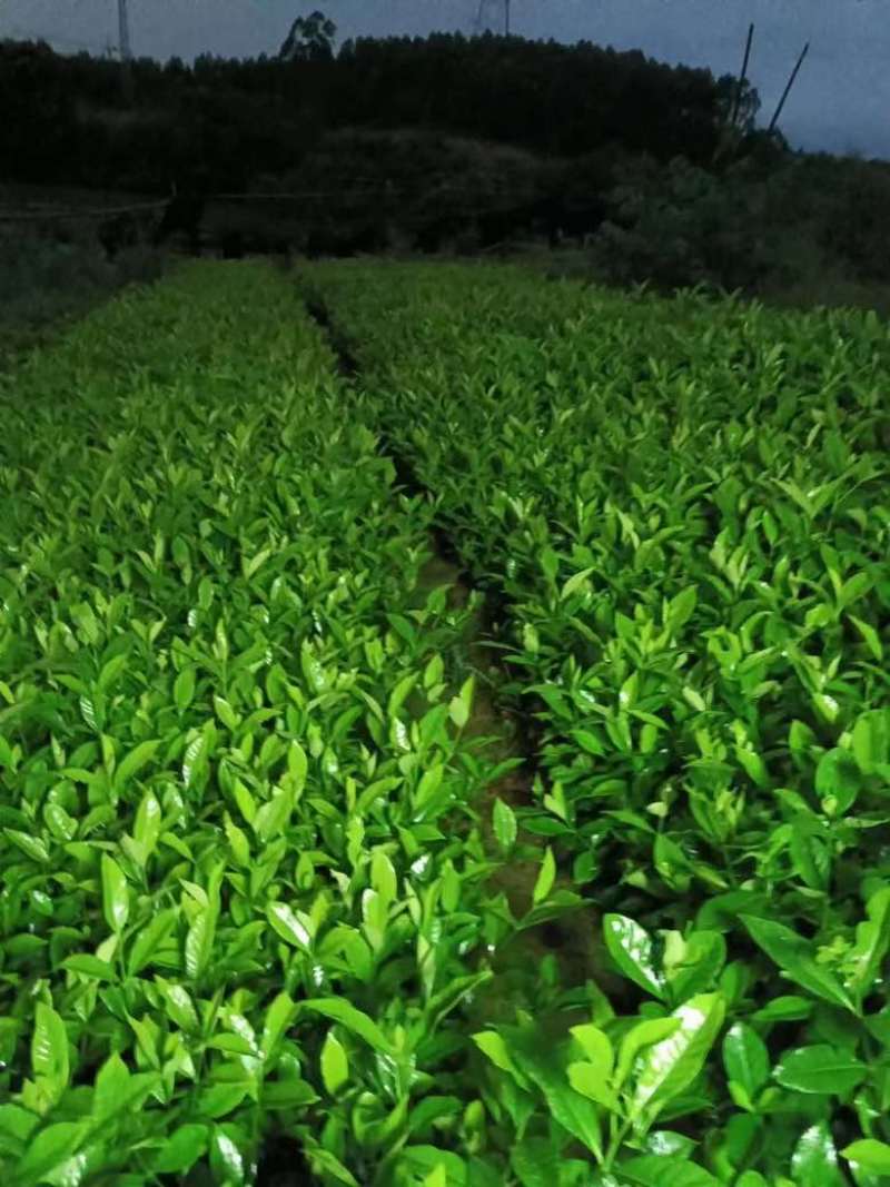 栀子花7斤袋各种规格低价出售