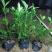 栀子花7斤袋各种规格低价出售