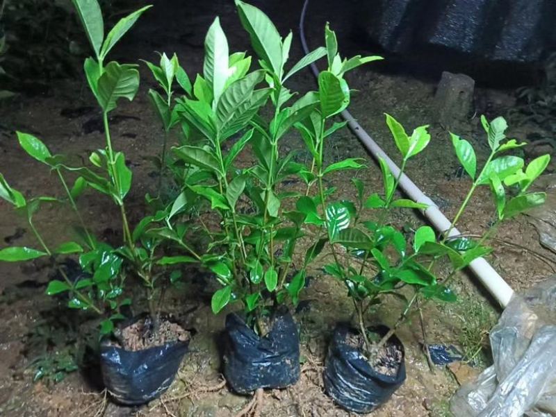 栀子花7斤袋各种规格低价出售