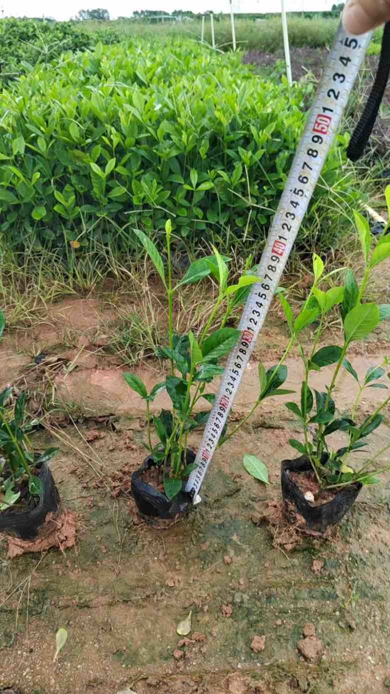 栀子花7斤袋各种规格低价出售