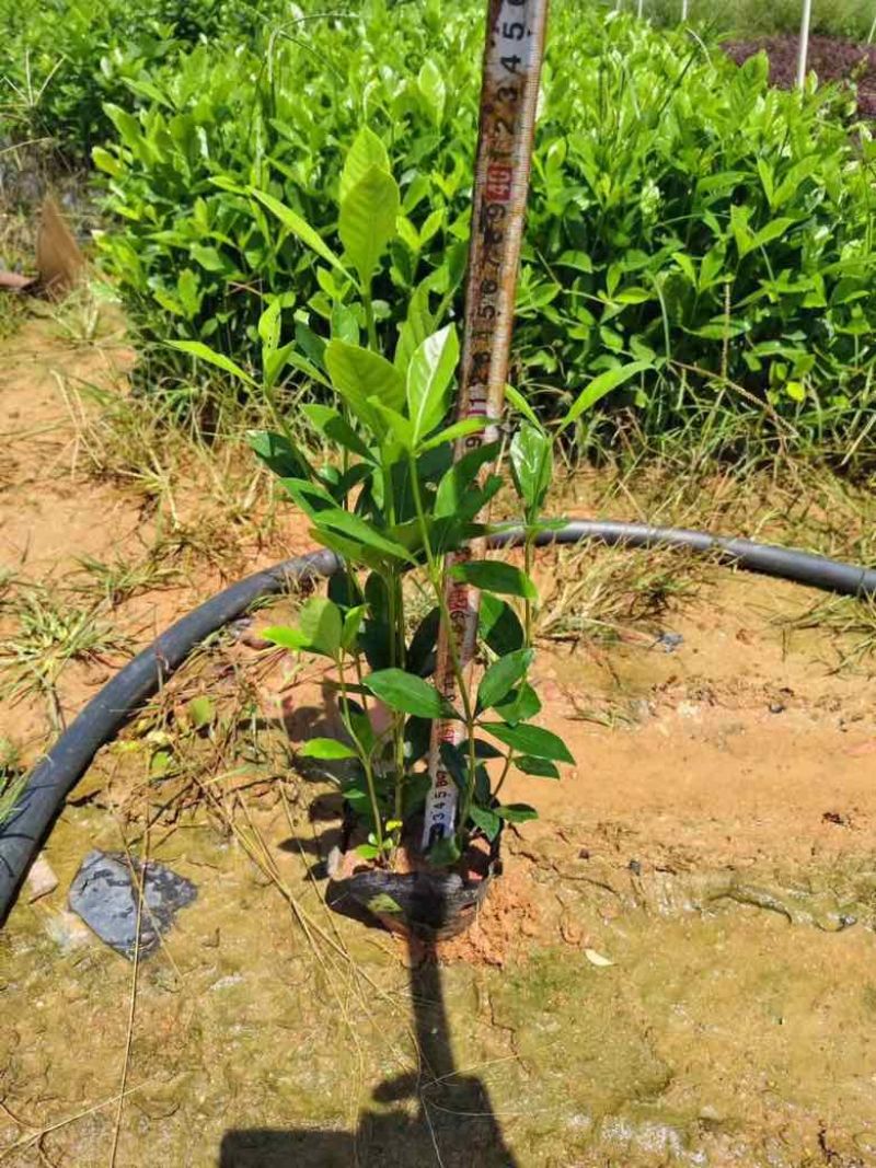 栀子花7斤袋各种规格低价出售